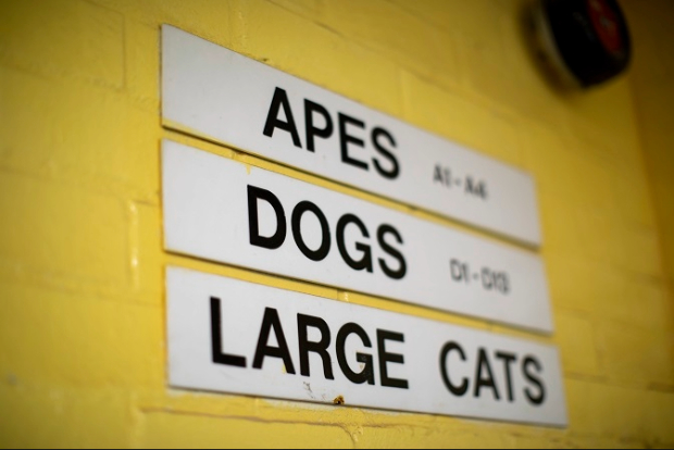 Three signs on a yellow wall which say; apes, dogs and large cats
