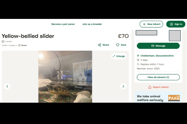 Screen shot of an online advert for a  Yellow-bellied slider, advertised for sale at £70