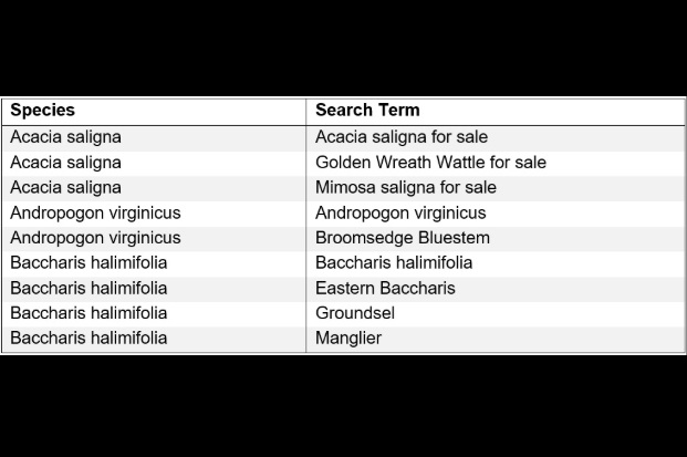 Table showing example species and their associated search terms: Acacia saligna, Acacia saligna for sale; Acacia saligna,  	Golden Wreath Wattle for sale; Acacia saligna, Mimosa saligna for sale; 
Andropogon virginicus, Andropogon virginicus;
Andropogon virginicus, 	Broomsedge Bluestem;  
Baccharis halimifolia, 	Baccharis halimifolia; 
Baccharis halimifolia, Eastern Baccharis; 
Baccharis halimifolia,  	Groundsel;  
Baccharis halimifolia, Manglier
