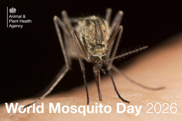 Close-up image of a mosquito sat on human skin with the title, "World Mosquito Day 2026" and the APHA logo