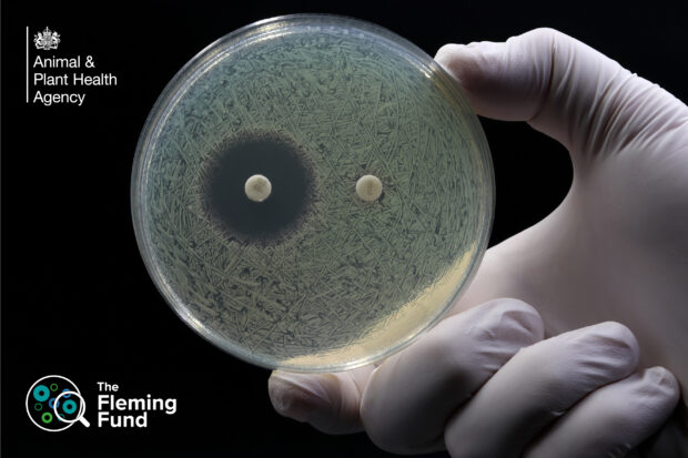 A gloved hand holds a petri dish showing microbial growth with two white antibiotic discs, labelled with Animal & Plant Health Agency and The Fleming Fund logos.