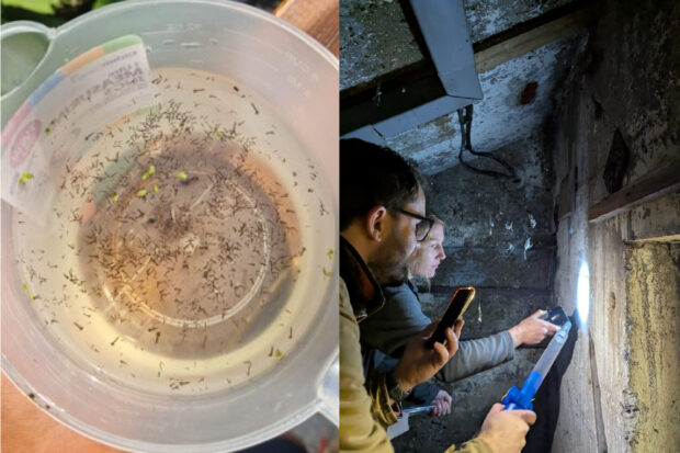 Split image - the left is of a jug of water with many mosquito larvae and to the right are two individuals inside a dark building, shining a light on the wall