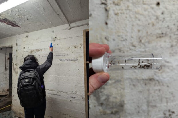 Split image - to the left is an individual with a large pipette pointed at a white brick wall. The right is an image of a small see-through tube containing mosquitoes.