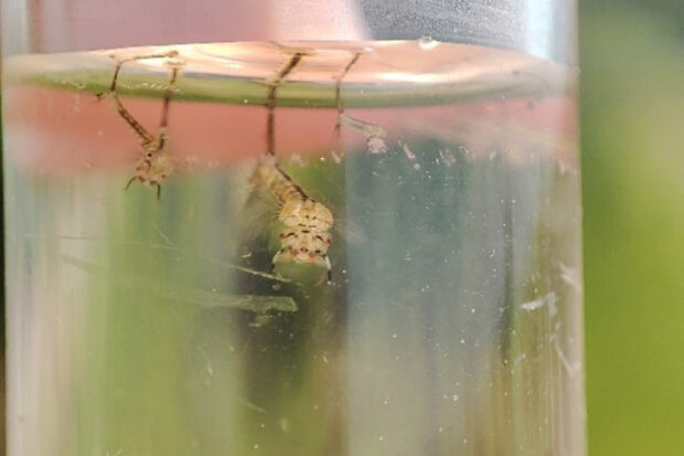 See-through container with water and larvae