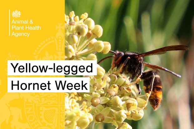 Close-up of a yellow-legged hornet feeding on pale flowers beside a yellow “Yellow-legged Hornet Week” banner from the APHA.