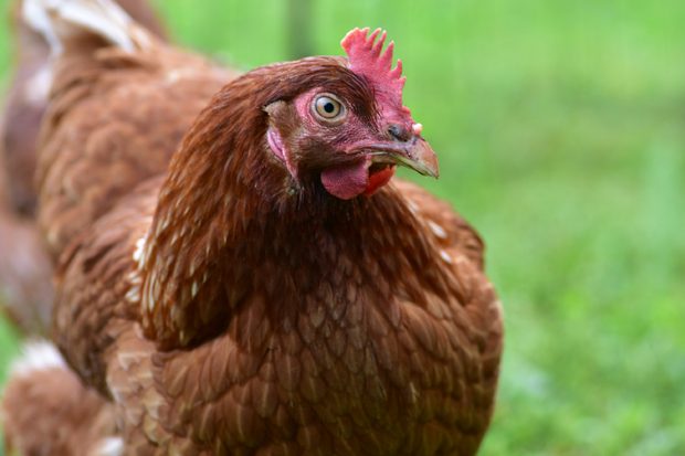 Close-up of a reddish-brown hen with bright eye, red comb and wattle, standing outdoors against soft green grass; alert, calm farmyard mood.
