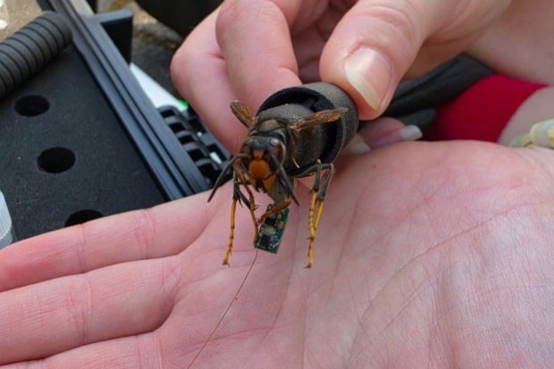 Close-up of a large brown-and-black yellow-legged hornet resting on an open palm, gently held by another hand; detailed wings, legs, and antennae visible.