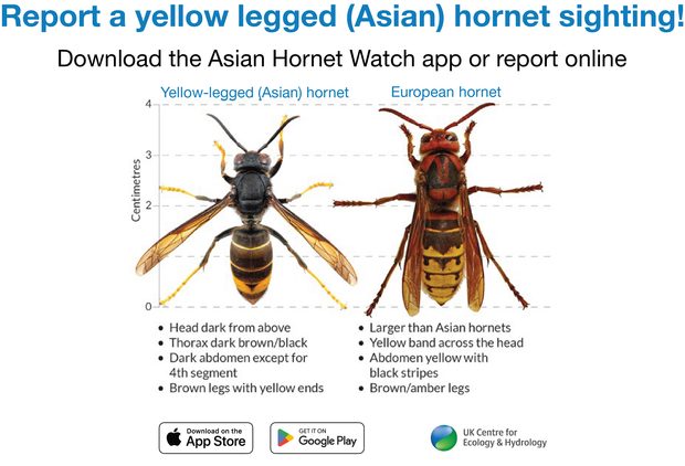 Infographic urges reporting yellow-legged Asian hornets, comparing size, colour, markings, and legs with European hornets; apps shown below.