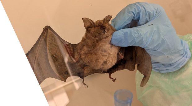 A small brown bat rests in a blue-gloved hand, its wings partly spread and ears upright, against a plain beige background.