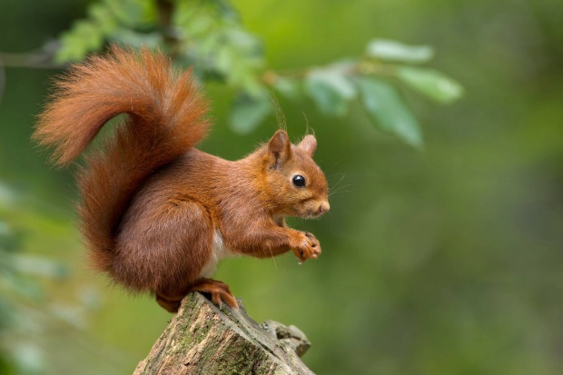 A red squirrel with a bushy, curled tail perches on a broken tree stump, holding its paws out alertly against a soft green forest background.